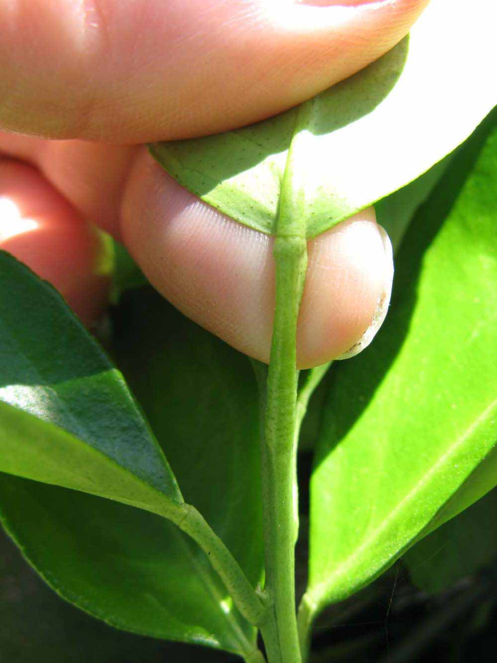              Petiole (Winter Haven, FL)       